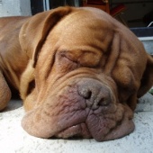 zorinka